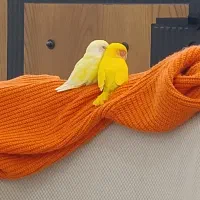 کوتوله برزیلی|پرنده|رشت, نیکمرام|دیوار