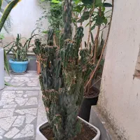 فروش کاکتوس صخره ای قد ۸۰
