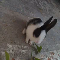 ۳تا خرگوش