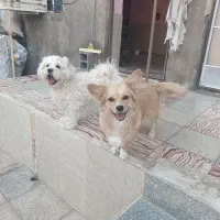 واگذاری دو عدد سگ نر و ماده