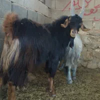 پازن کهره شاخ راست