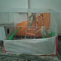 قفس بدون عروس هلندی