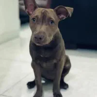 واگذاری پیتبول یک ساله با شناسنامه و واکسن|سگ|فردیس, دهکده|دیوار