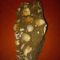 فسیل طبیعت میلیون ساله