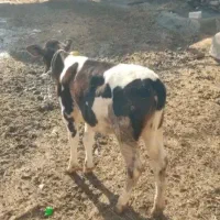 گاوباگوساله ماده