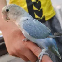 طوطی برزیلی دستی