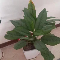 گلهای آپارتمانی کاملا سالم