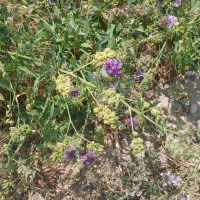 بذر قره یونجه|خدمات باغبانی و درختکاری|شیراز, دارالرحمه|دیوار