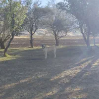 گمشده|سگ|کامیاران, |دیوار