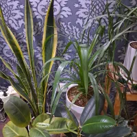 گل طبیعی|گل و گیاه طبیعی|مشهد, شهرآرا|دیوار