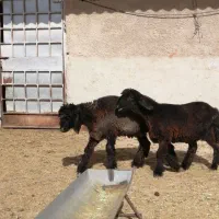 بره تهه|حیوانات مزرعه|شیراز, کوشک بیدک|دیوار