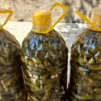 خیارشور بُستان آذربایجان