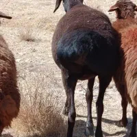 میش