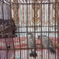 فروش قناری