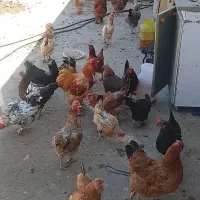 مرغ و خروس