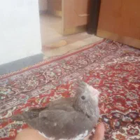 جوجه عروس هلندی سرلاکی|پرنده|شیراز, میانرود|دیوار