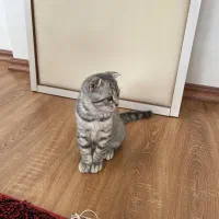 گربه اسکاتیش گوش‌ کوتاه|گربه|ارومیه, |دیوار