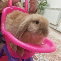خرگوش لوپ
