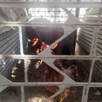 خروس خانگی امسالی|حیوانات مزرعه|تربتحیدریه, آسایش|دیوار