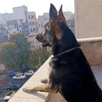 واگذاری سگ