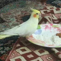 پرنده گمشده به یابنده مژدگانی داده خواهد شد|پرنده|مشهد, طبرسی شمالی|دیوار
