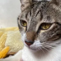 گربه رایگان