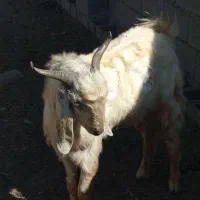 چپش یک سال چاق ۲۰کیلو گوشت داره|حیوانات مزرعه|حور, |دیوار