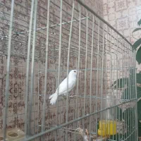 فنچ نرگسی