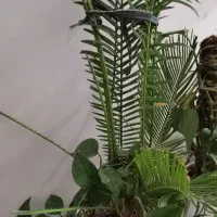 گل بو فروشتن|گل و گیاه طبیعی|بوکان, |دیوار