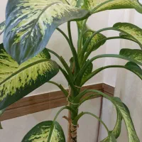 گل دیفن باخیا|گل و گیاه طبیعی|چناران, |دیوار