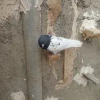 ۱۰تا بهبهونی ۸تا نر ۲تا ماده