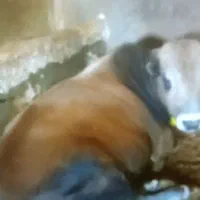 انواع گاو و گوساله گوشتی و داشتی|حیوانات مزرعه|تبریز, |دیوار