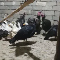 فروش بره و بزغاله وغاز بوقلمون اردک مرغ
