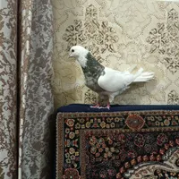 کبوتر طوق کوهی نر|پرنده|همدان, |دیوار