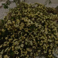خونه باغ جهت جشن و تولد واخر شب ده قطب الدین|خدمات پذیرایی، مراسم|سیرجان, |دیوار