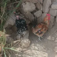 مرغ و خروس محلی
