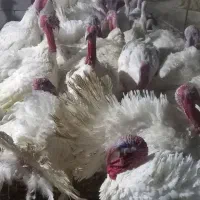 بوقلمون گوشتی