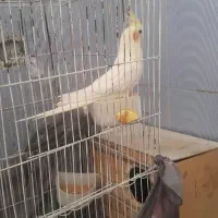 یک جفت عروس هلندی دستی با 4 تا تخم معاوضه هم دارم