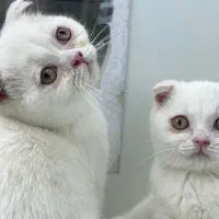 گربه / اسکاتیش پاکوتاه /نرمال