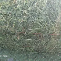 پرس یونجه چین چهار پرگل.وبیست عدد پرس شبدر چین دو|لوازم جانبی حیوانات|بروجرد, |دیوار