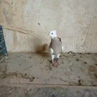 کبوتر ماده طوقی