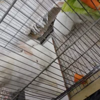 خرگوش|موش و خرگوش|قم, مهر آباد|دیوار