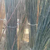 فروش نهال کبوده رشد سریع و مقاوم به سرما