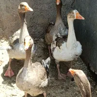 غاز