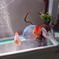 ۵ تا دیسکس|ماهی|مشهد, شهید رضوی|دیوار