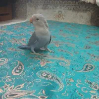 طوطی برزیلی