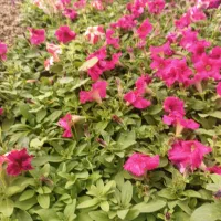 تولید گلهای باغچه ای وفضای سبز شرکت های وویلا|گل و گیاه طبیعی|لامرد, |دیوار