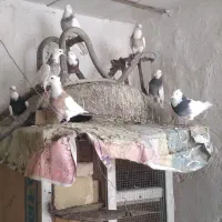 طوقی