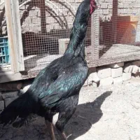 مرغ لاری اصیل