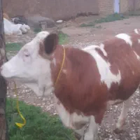 دو راس گوساله ماده سمینتال مونت بیلیارد